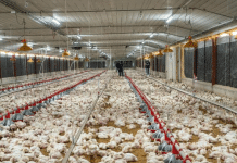 Pro Consumidor asegura que habrá pollo suficiente en Navidad y destaca precios estables