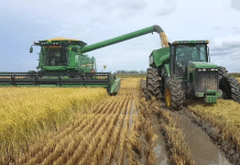 Producir un kilo de arroz en Estados Unidos cuesta entre 2.00 y 4.00 pesos menos que en RD