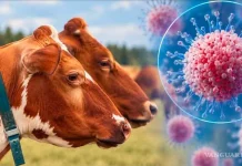 Virus Shamonda: el primer caso humano que preocupa a la ciencia
